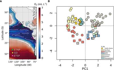 Metaomics unveils the contribution of Alteromonas bacteria to carbon cycling in marine oxygen minimum zones